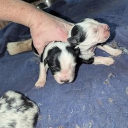 Australian Shepherd and Great Dane Puppies from AEW Farm