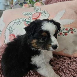 Miniature Australian Shepherd Puppies from Jay Baker