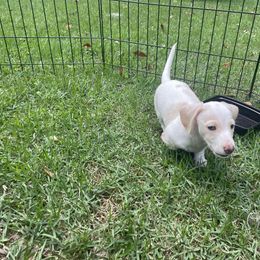 Dachshund Puppies from Harvin’s Weenie Gang