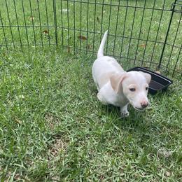 Dachshund Puppies from Harvin’s Weenie Gang