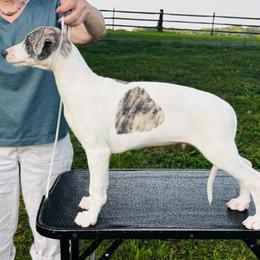 BOGO - White and fawn brindle male Whippet puppy in Mechanicsville, Virginia from Surrey Hill Whippets