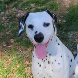 Captain - Dalmatian
