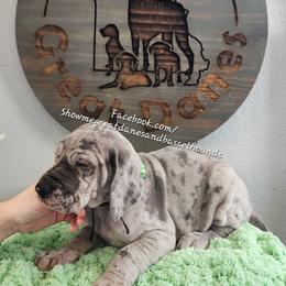 Green Collar - Merle male Great Dane puppy in Alton, Illinois from Show Me Great Danes and Basset Hounds