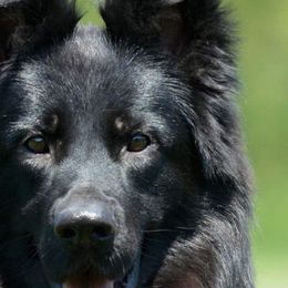 Darija - German Shepherd