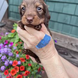 Girl 1 - Chocolate and tan female Dachshund puppy in Gouverneur, New York from Dack Dachshunds