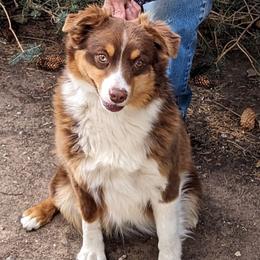 Roxy - Miniature Australian Shepherd
