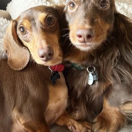 Dachshunds from Little Nest Dachshunds
