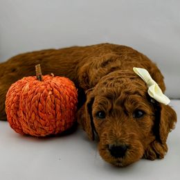 White Collar Female- Clementine - Red  female Goldendoodle puppy in Monroe, North Carolina from Doodle Darlings