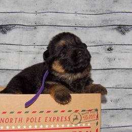 German Shepherd Puppies from 501 Shepherds
