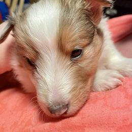 Boy 3 - Sable merle and white male Shetland Sheepdog puppy in Kaycee, Wyoming from Heavenly Shelties