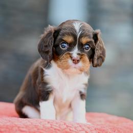 Sleepy - Chocolate male Cavalier King Charles Spaniel puppy in Sugarcreek, Ohio from Chocolate Cavalier