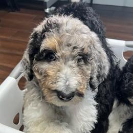 Labradoodles from Burke Family Kennels