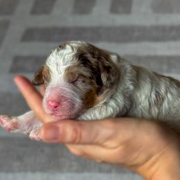 Brown Merle phantom parti - Merle female Bernedoodle puppy in Spring, Texas from At The Cross Kennel