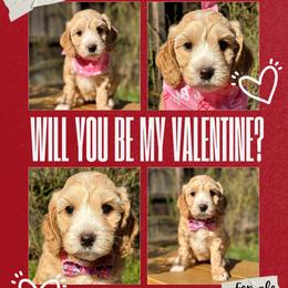 Luna - Gold female Australian Labradoodle puppy in Citrus Heights, California from Elite Blend Labradoodles