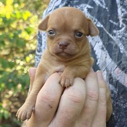 Orange - Gold male Chihuahua puppy in East Camden, Arkansas from RoyAl