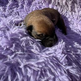 Male - fawn markings - solid build - Fawn male Belgian Malinois puppy in Dallas, Texas from RoyalHaus Malinois