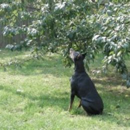 Doberman Pinschers from Ada Fry's Doberman Pinschers