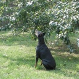 Doberman Pinschers from Ada Fry's Doberman Pinschers