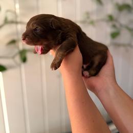 Kacey - Red tri-color male Australian Shepherd puppy in Dunn, North Carolina from The Dogs of Working Aussies Homestead