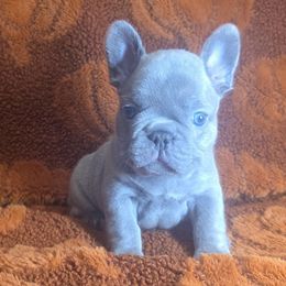 Blue Collar Boy - Blue male French Bulldog puppy in Burleson, Texas from Diamond Deluxx Frenchies