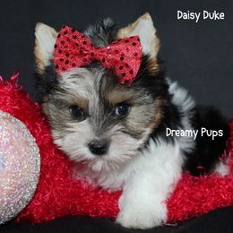 AKC Daisy Duke - Parti female Yorkshire Terrier puppy in Kennesaw, Georgia from Dreamy Pups