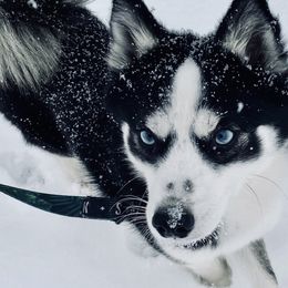 Ty - Pomsky
