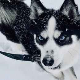 Ty - Pomsky