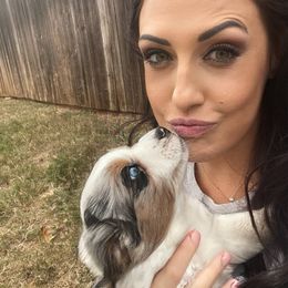 Miniature Australian Shepherd Puppies from Rebel Creek Mini Aussies