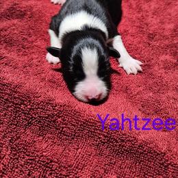 Yahtzee - Black and white female Border Collie puppy in Goldsboro, North Carolina from J & S Borders