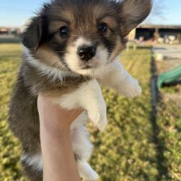 Purple - Red female Pembroke Welsh Corgi puppy in Eltopia, Washington from PNW Pup Co.