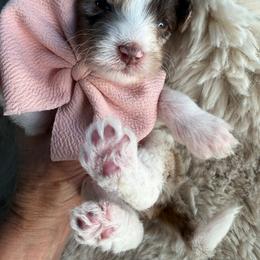 Peach - Chocolate merle female Bernedoodle puppy in Curtice, Ohio from The Pink Doghouse