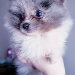 Pomeranian Puppies from Pers N Poms