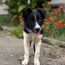 Outland Jocasta - Black and white female Border Collie puppy in Ranger, Georgia from Outland Border Collies