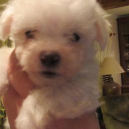 Belinda - White female Bichon Frise puppy in Rockbridge Baths, Virginia from Bichon Oasis