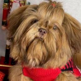 Rafferty - Shih Tzu