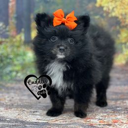 Dachshund, Pomeranian, and Poodle Puppies from Cuddles n Curls