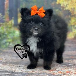 Dachshund, Pomeranian, and Poodle Puppies from Cuddles n Curls