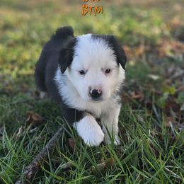 Boo - Black tri male Miniature Australian Shepherd puppy in Orrtanna, Pennsylvania from Mountain Top Shepherd's