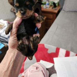 Grunt - Black and tan male Yorkshire Terrier puppy in Sidney, Ohio from Little Yorkie World