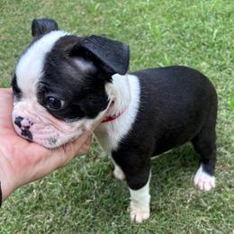 Jo. Male 1 - Black and white male Boston Terrier puppy in Mc Donough, Georgia from Ballard Boston Terriers