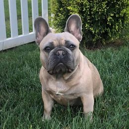 French Bulldogs from Frenchie Central