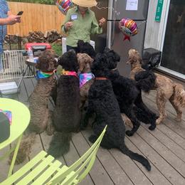 Goldendoodle Puppies from Dream Lake Doodles