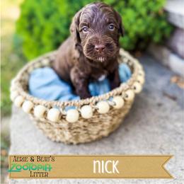 Nick - Chocolate male Goldendoodle puppy in Soddy Daisy, Tennessee from The W Doods