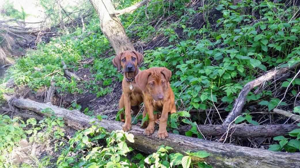 Lower Ridge in Iowa Rhodesian Ridgeback puppies Good Dog