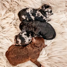 Poodle Puppies from Poodles on the Go
