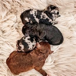 Poodle Puppies from Poodles on the Go