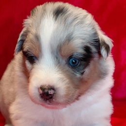 Aurora - Blue merle female Miniature American Shepherd puppy in San Benito, Texas from Vaquera's Miniature American Shepherds