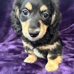 Asparagus - Black and cream male Dachshund puppy in Memphis, Tennessee from River City Doxies