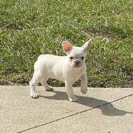 Boxer and French Bulldog Puppies from Beachside Boxers and Frenchies