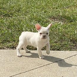 Boxer and French Bulldog Puppies from Beachside Boxers and Frenchies
